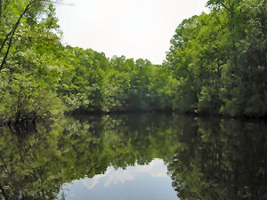 Gardner's Creek in Eastern North Carolina and Roanoke River Partners
