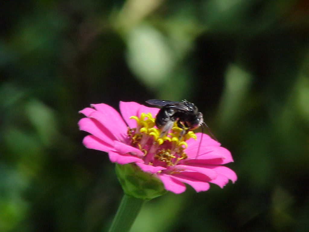 butterfly_phlox.jpg